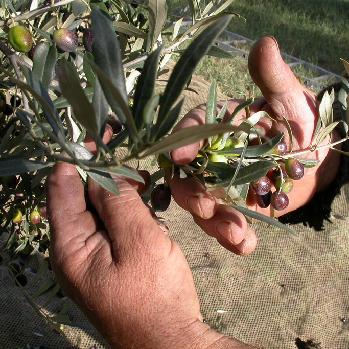 Tasting Vino e Olio